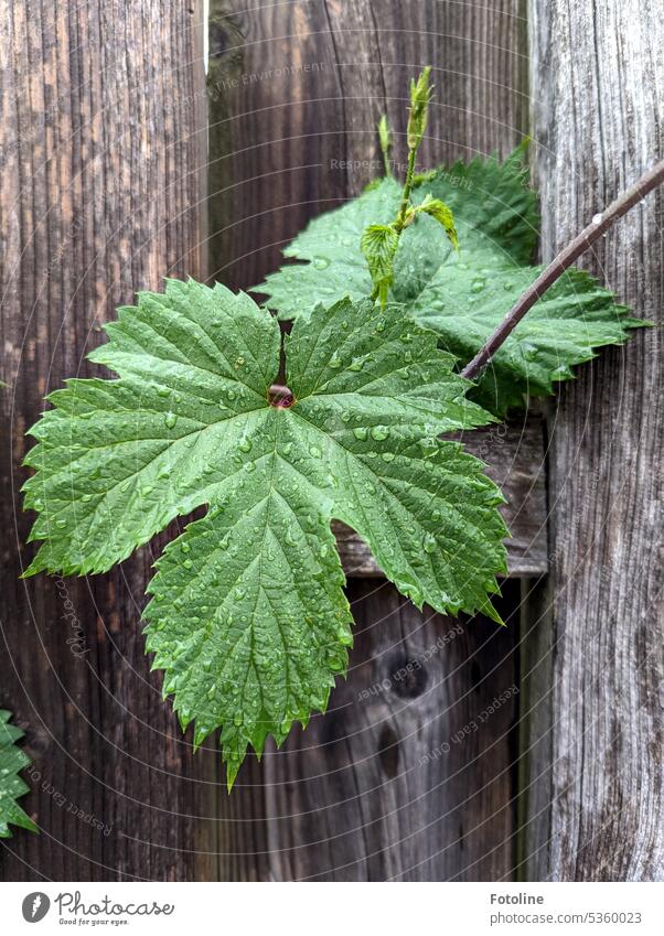 Wild hops twine through the boards of a wooden fence.  Raindrops adorn the lush greenery. Hop hop wild Colour photo Plant Nature Exterior shot Green