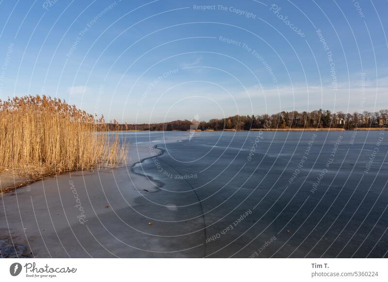 Strausberg lake in winter Lake Winter Colour photo reed Nature Water Exterior shot Landscape Lakeside Cold Deserted Loneliness Environment Day Calm Frost Ice
