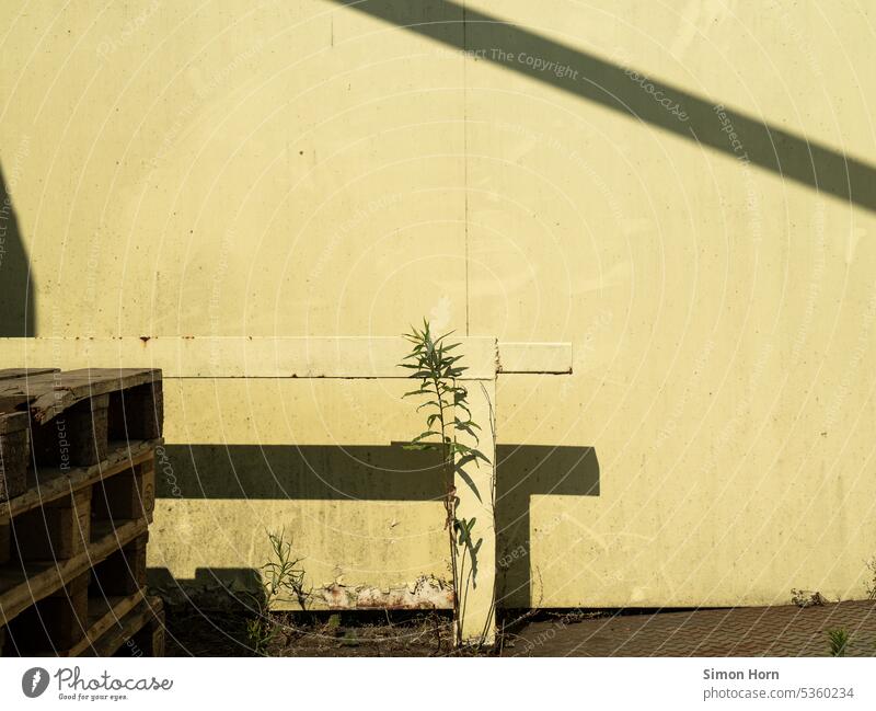 Steel beam, pallets and plant in front of yellow wall in sunlight zenith Sunlight Shadow Palett Steel carrier Plant sealed FALLOW LAND Industry Stack Still Life