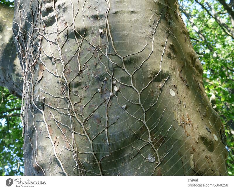 Sycamore tree with traces of ivy Tree Ivy vein Veined trunk bark Summer