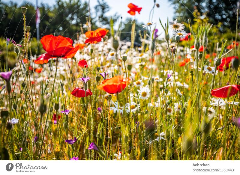 flower meadow beautifully Nature Plant Fragrance Summer Poppy blossom Garden poppies Blossom Red Colour photo Exterior shot Flower Environment Wild plant