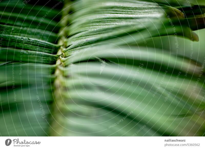 Palm leaf Abstract leaves Green Fresh Healthy selective focus Organic Botanical gardens Botany Part of the plant pretty Ecosystem idyllically grasses Peace