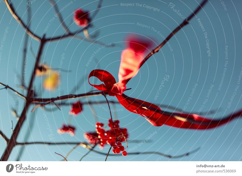 Loop2 Environment Nature Sky Cloudless sky Autumn Plant Tree Bushes Garden Park Forest Red Bow String Gift Berries Wind Blow Colour photo Exterior shot Close-up