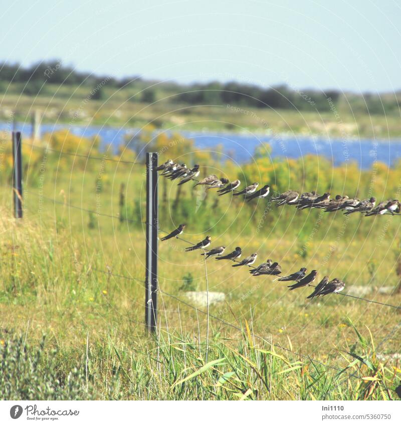 Schwalbentreff Summer Landscape Island Borkum Interior lake Tüskendörsee Meadow Willow tree Pasture fence Fence posts Metal animals birds flock of birds group