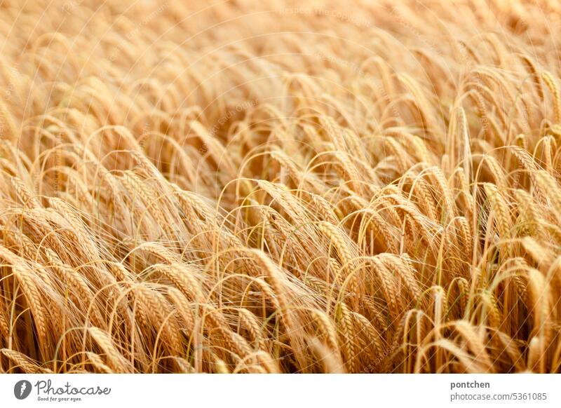 view of a cornfield. agriculture Grain field hunger crisis Agricultural crop Cornfield Agriculture Plant Ecological Harvest Deserted Growth extension Nutrition