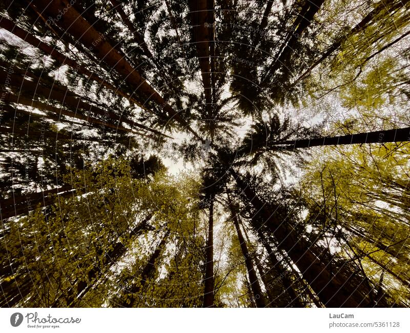 Frog perspective|full length trees Tree tree trunks Forest Worm's-eye view Treetop Sky Tree trunk Nature Environment Forestry Forest death Wood Logging Timber