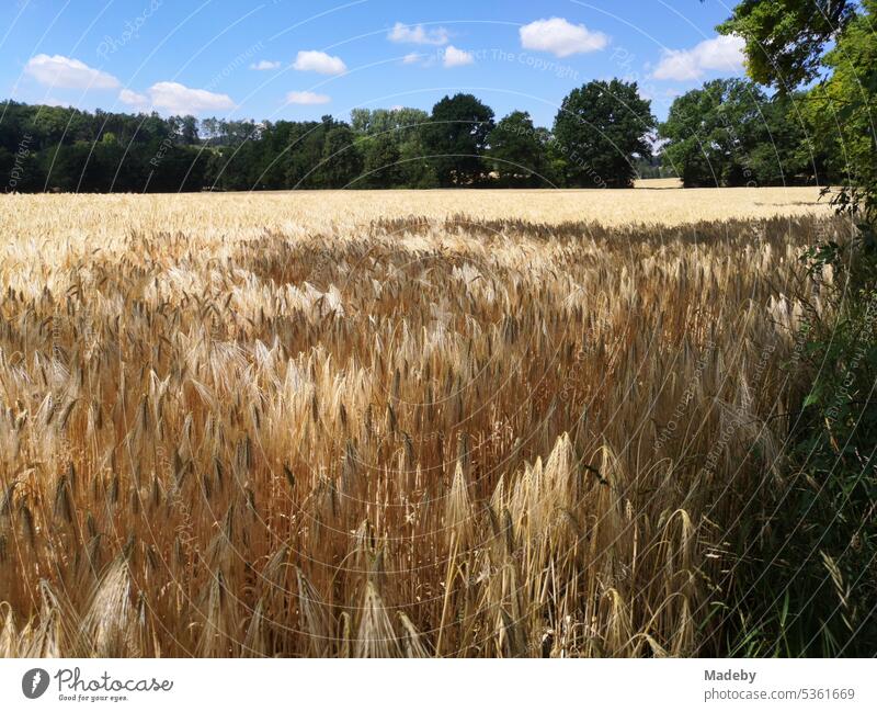 Barley field on the edge of the forest in summer under blue sky in the sunshine in Oerlinghausen near Bielefeld on the Hermannsweg in the Teutoburg Forest East Westphalia-Lippe