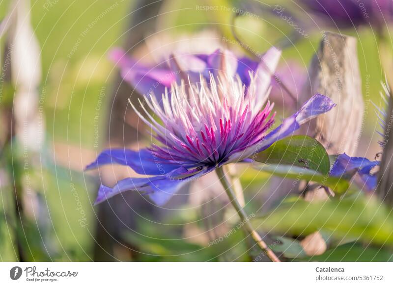 The blue flower of clematis Nature flora Plant creeper Clematis Crowfoot plants Clematis hybrid blue pink Green Blossom leave blossom fade Day daylight Garden