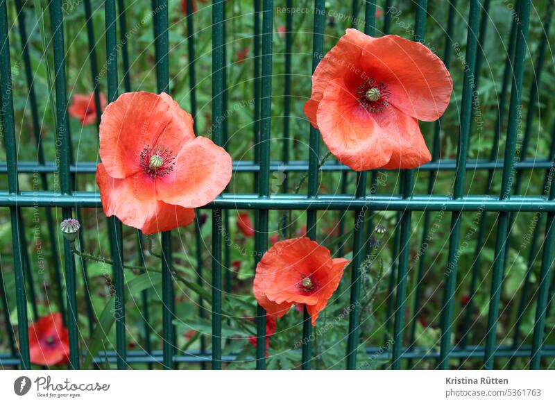 rebellious poppies Poppy poppy blossoms Flower Fence Mediocre wax papaver Meadow Garden Front garden out Nature Summer Rebellious Defiant unruly willful
