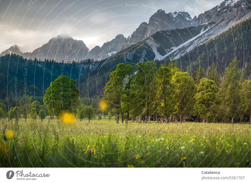 In the foreground a wildflower meadow, sycamore maple, the Dachstein mountains on the horizon Mountain maple Tree fade Meadow Grass Flower Blossom Sky Clouds