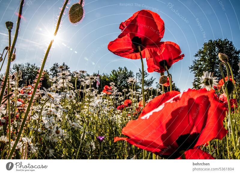 Radiance beautifully Nature Plant Fragrance Summer Poppy blossom Garden poppies Blossom Red Colour photo Exterior shot Flower Environment Wild plant