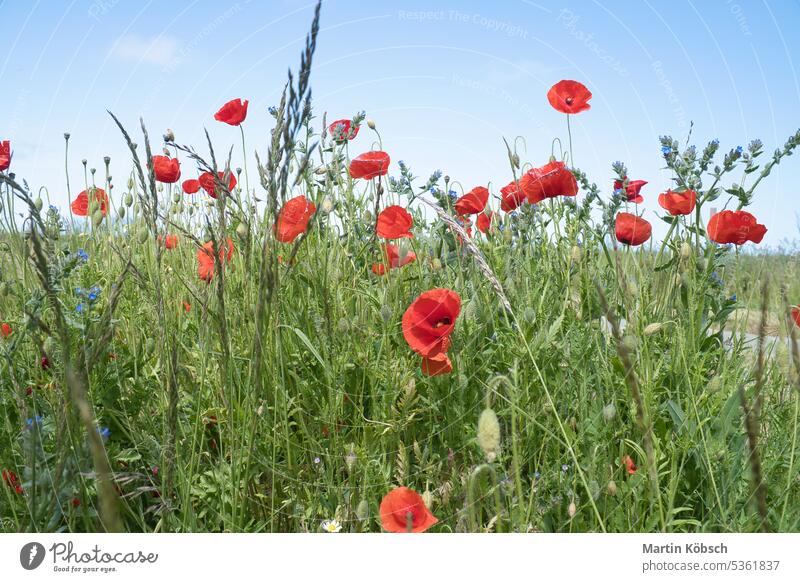 Many poppies scattered in corn field. Red petals in green field. Agriculture Poppy grain wheat meadow sky nature agriculture cultivation natural fertile wayside