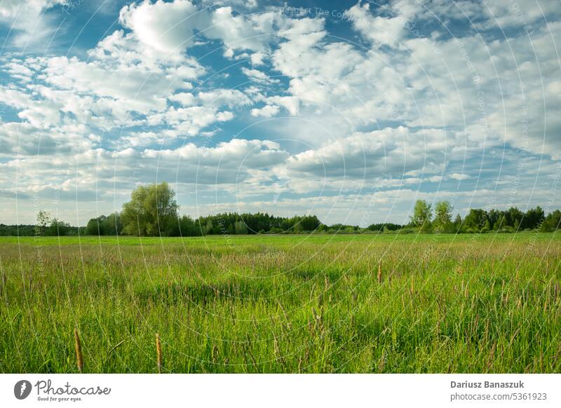 White clouds in the sky over a green meadow white blue landscape nature summer field rural grass background beautiful outdoor plant weather cloudscape