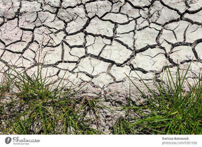 Clumps of grass and dry cracked earth texture ground background environment drought surface green natural abstract hot nature pattern summer climate desert
