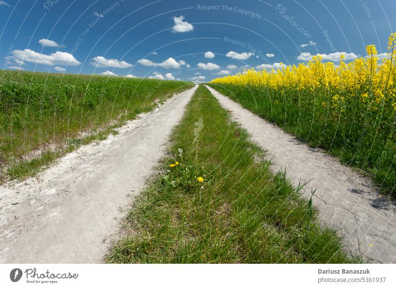 Dirt road next to a field with blooming yellow rapeseed dirt rural flower nature sky agriculture landscape spring oil meadow agricultural farm plant grass
