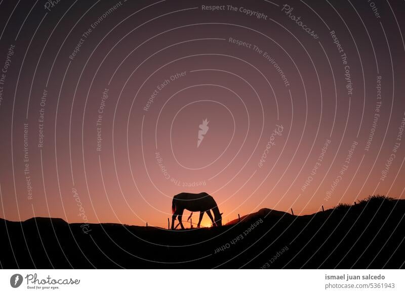 horse silhouette grazing in the countryside and sunset background sunlight animal animal themes animal in the wild animal wildlife nature cute beauty elegant
