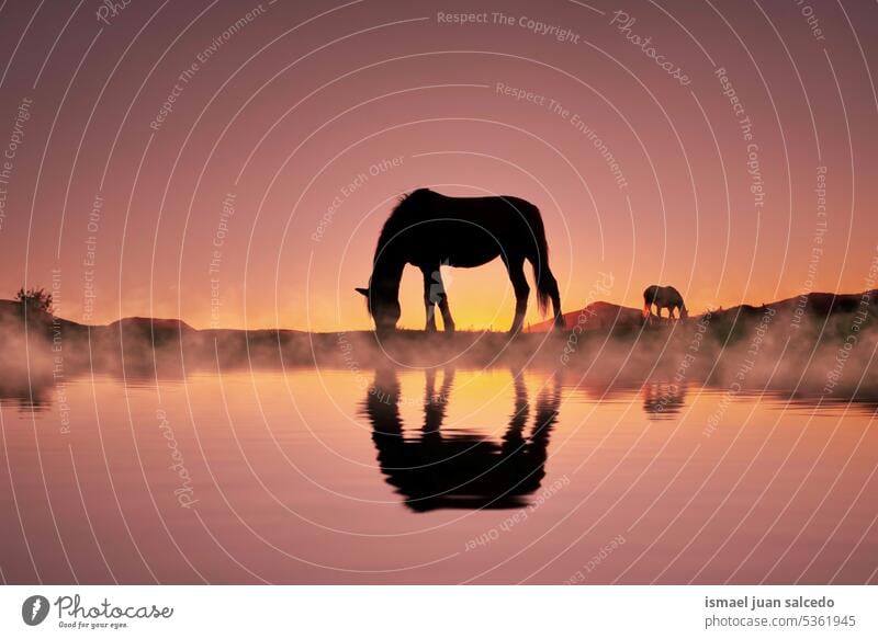 horse silhouette in the countryside and beautiful sunset background sunlight animal animal themes animal in the wild animal wildlife nature cute beauty elegant