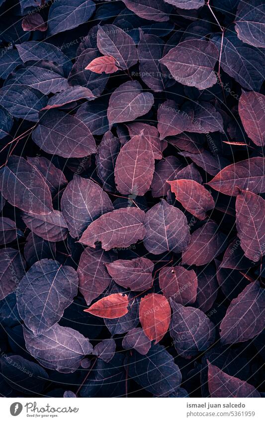 red japanese knotweed plant leaves in autumn season, red background leaf red plant red leaves red leaf fallopia japonica garden floral nature foliage vegetation