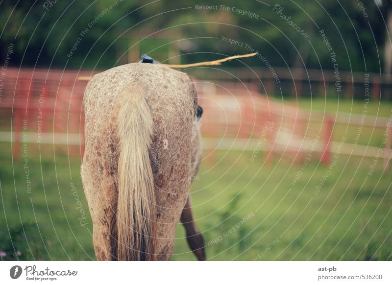 horse's back Nature Grass Horse Testing & Control Stick ready to go Colour photo