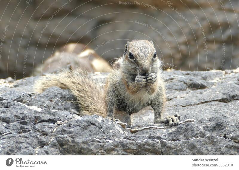 Atlas croissant Eastern American Chipmunk Foraging tame rodent tourist attraction