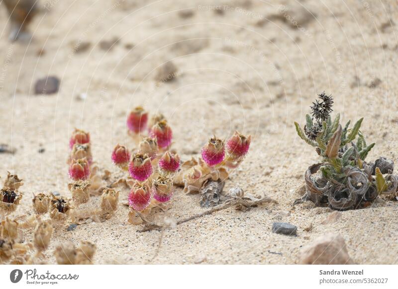 Lichen in the dunes at the beach of Costa Calma, Fuerteventura lichen plants rarity Canaries desert climate aridity