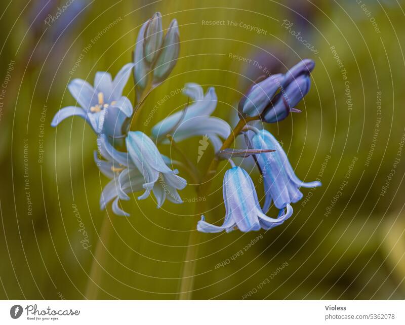 Atlantic bluebell Flower Flower meadow blurriness Worm's-eye view Spring asparaguses Blue Plant