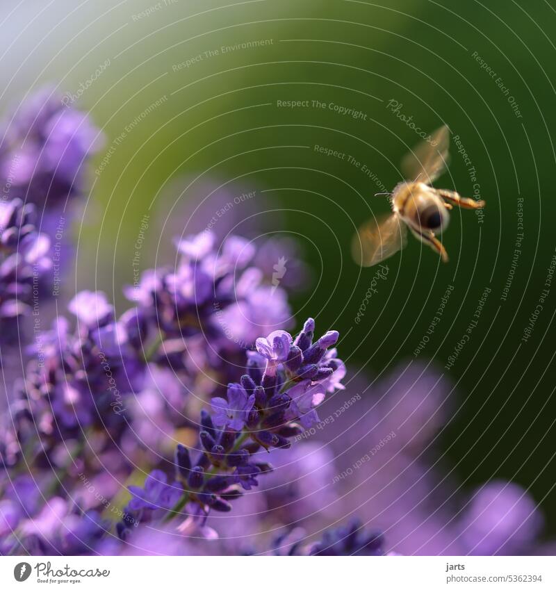 Honey bee approaching a lavender bush Lavender Summer Bee Sun Insect Nature Animal Plant Blossom Garden Diligent Pollen Macro (Extreme close-up) Sprinkle