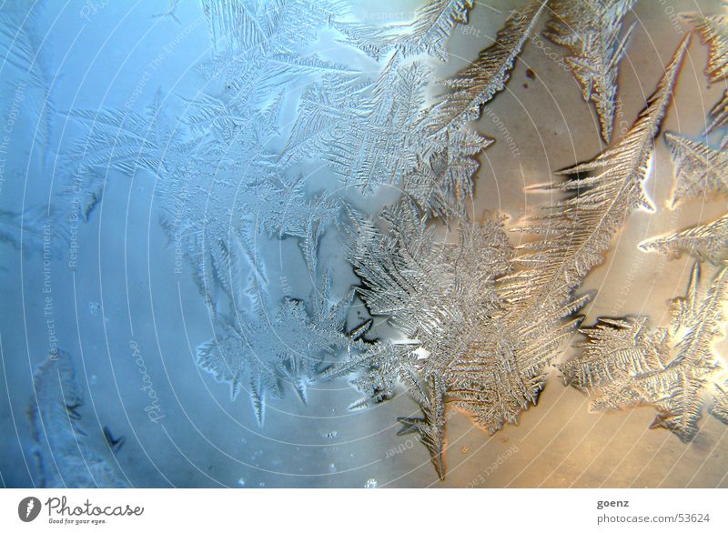 Berlin is freezing ! Ice crystal Frozen Freeze Frostwork Cold Winter Crystal structure Window pane Water Star (Symbol)