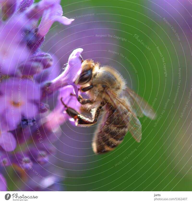 Honey bee on a lavender bush Lavender Summer Bee Sun Insect Nature Animal Plant Blossom Garden Diligent Pollen Macro (Extreme close-up) Sprinkle Blossoming
