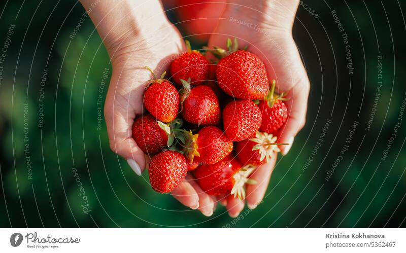 Female farmer picking ripe organic strawberries. Holding in hands fresh harvest agriculture bed closeup collect day eco edible faceless farming farmland food