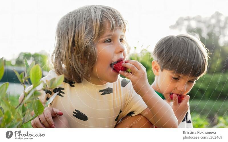 Cute little boys eating strawberries in garden. Siblings eats berries from bush kid strawberry child cute ripe beautiful childhood happy joy food baby happiness