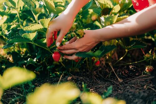 Woman pluck ripe red strawberry from bush in summer garden. Harvest concept. agriculture bed berries closeup collect day eco edible faceless farm farmer farming