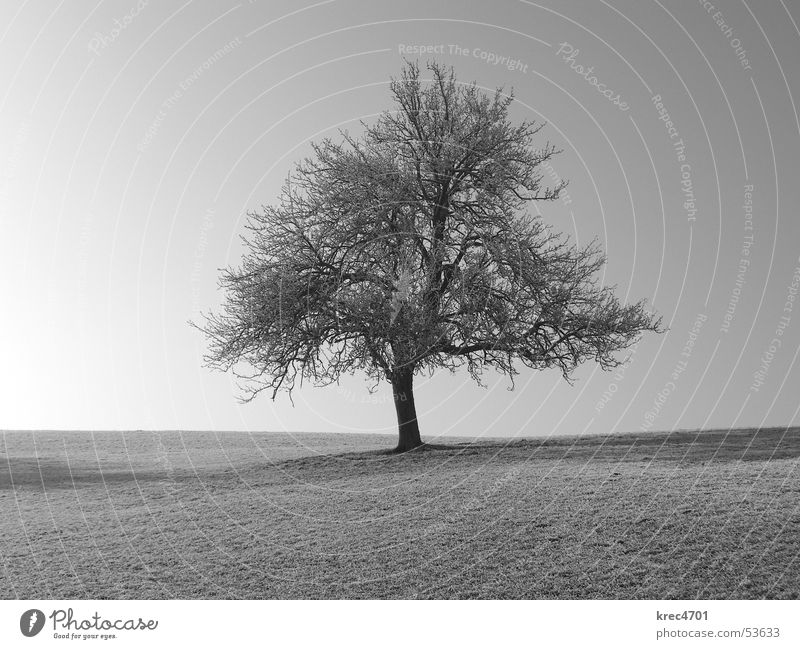 Single tree Tree Meadow Individual Loneliness Pasture Sky Blue sky Black & white photo unattached