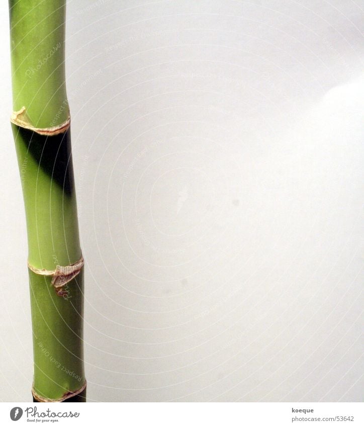 Infinite?! Green Plant Infinity Bamboo stick Nature