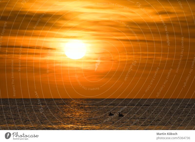 Sunset, swans swimming in the illuminated sea. Light waves. Nature photo,Baltic Sea Swarm bird seagull sandy beach sunset sunbeams sunshine reflection glitter