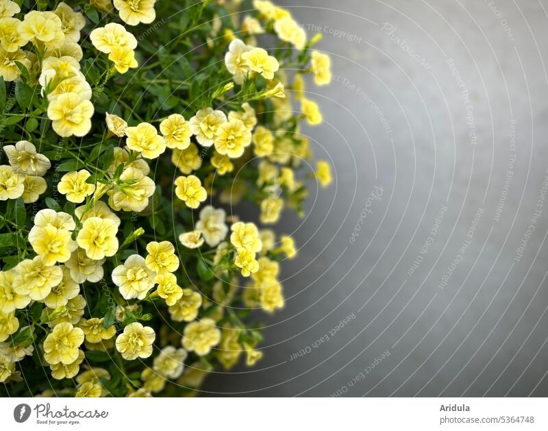 Small yellow petunia with gray background Petunia Yellow Flower blossoms Summer Garden Balcony Balcony plant Gray Ground Plant Blossom Shallow depth of field