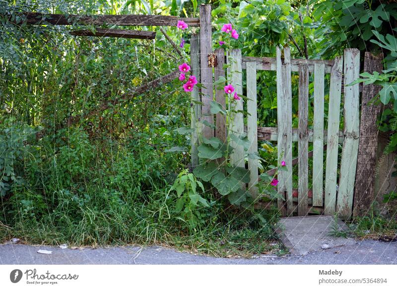 Old wooden gate with wire mesh fence at the entrance to a green and wild allotment garden in Adapazari, Sakarya province, Turkey Garden door Wooden gate