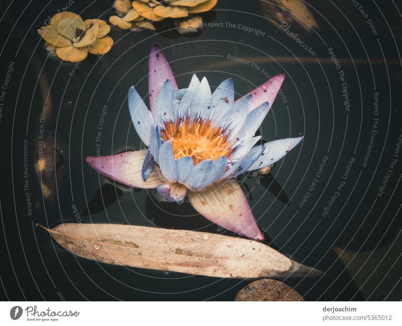 A blooming water lily in the dark water. water lily blossom Deserted Colour photo Exterior shot Day Water Plant Nature naturally Wet Leaf Multicoloured Close-up