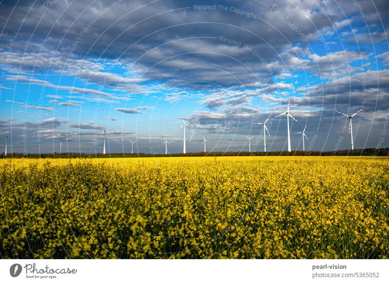 Rape field in front of wind turbines Canola field Wind turbines background Sky Clouds Field Landscape Nature Spring Agricultural crop