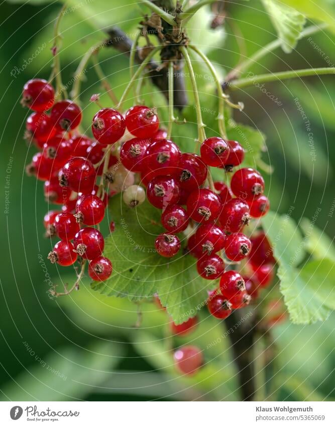 Red currants on the bush in the garden. Small refreshment on hot days like today. Redcurrant Currant Redcurrant bush red currant Berries Fruit Food Fresh Summer