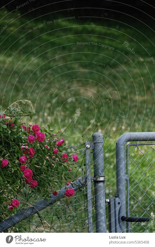 cut garden gate, wire mesh fence and pink climbing roses Pink Flower Plant Climbing Roses rose bush Lawn Green Summer Garden Garden door Fence