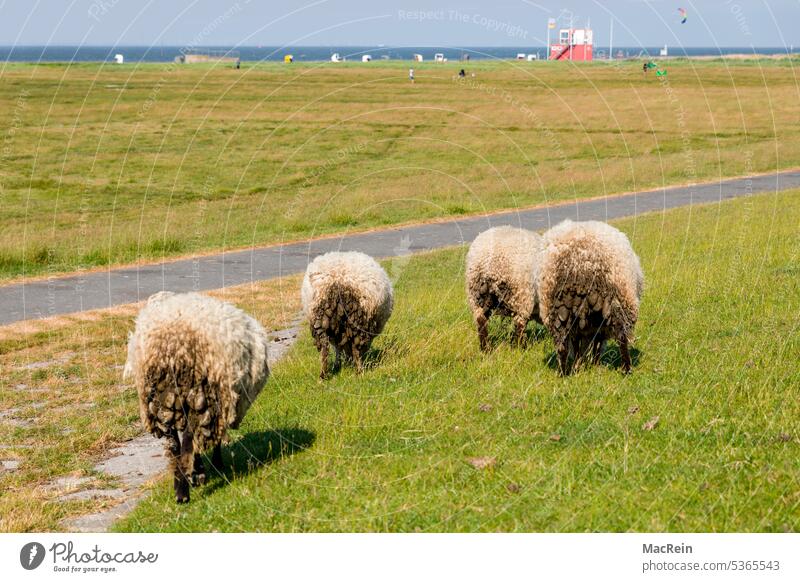 Dike sheep show their rear end Dike Sheep from behind Hind quarters four woolen sheep North Sea coast North Sea holiday