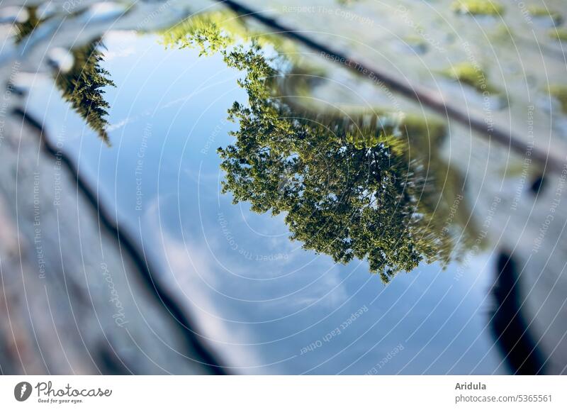 After the rain | A fir tree, trees and blue sky reflected in a puddle on a wooden table Rain Puddle Wet Table reflection Reflection Water Weather Exterior shot