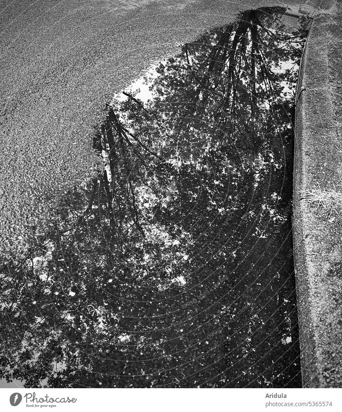 After the rain | road puddle with tree reflection Puddle Water Reflection Wet Rain Weather Street Asphalt Gray Tree trees Curbside Footpath off Rainy weather