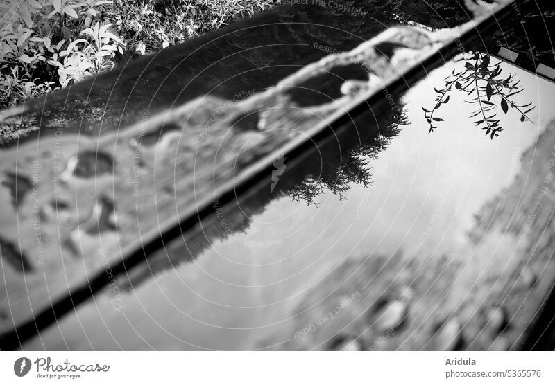 After the rain | branches reflected in a puddle on a wooden table Rain Puddle Wet Table reflection Reflection Water Weather Exterior shot Wood out