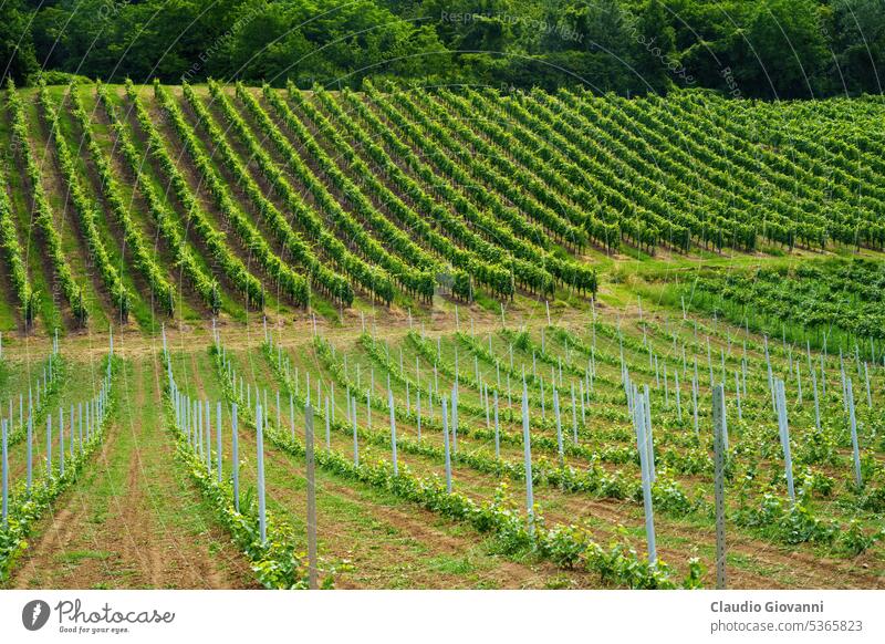 Hills of Oltrepo Pavese at June. Vineyards Europe Italy Lombardy Pavia Stradella agriculture color country day field green hill landscape nature photography