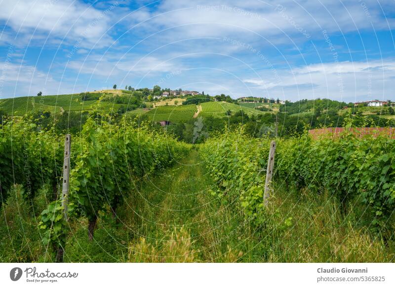 Hills of Oltrepo Pavese at June. Vineyards Europe Italy Lombardy Pavia Stradella agriculture color country day field green hill landscape nature photography