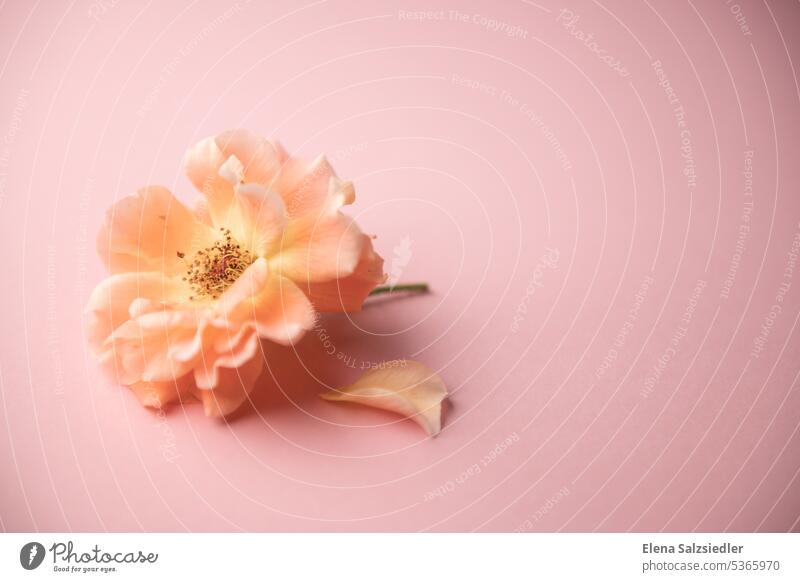 Rose on a pink background Memory romantic flower petal Rose leaves Leaf flowers have a crush Anticipation Feasts & Celebrations Happiness Loyalty Sympathy