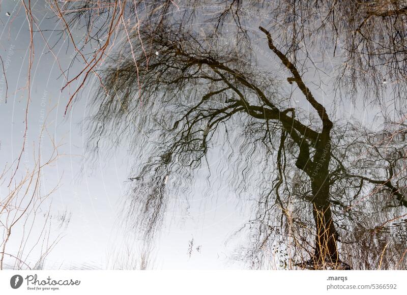 Autumn in summer Reflection Tree Nature Environment Landscape Sky Water Abstract Experimental Surrealism Exceptional Plant Dark Bleak Transience Wet