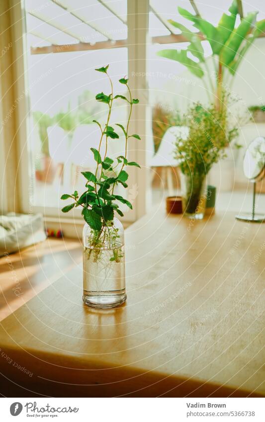 Plants on the table. Flowers plants green flowers boho interior flat room home house sun summer